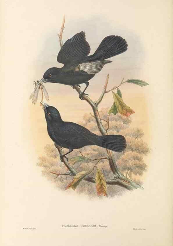 Reproducción/Reproduction 48766218457: The birds of New Guinea and the adjacent Papuan islands. London :Henry Sotheran & Co.,1875-1888.. 