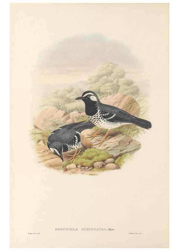 Reproducción/Reproduction 48766460602: The birds of New Guinea and the adjacent Papuan islands. London :Henry Sotheran & Co.,1875-1888.. 