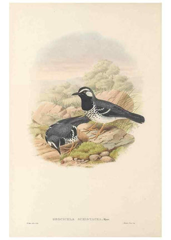 Reproducción/Reproduction 48766460602: The birds of New Guinea and the adjacent Papuan islands. London :Henry Sotheran & Co.,1875-1888.. 