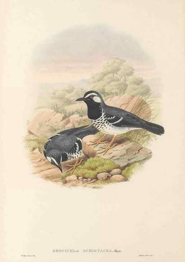 Reproducción/Reproduction 48766460602: The birds of New Guinea and the adjacent Papuan islands. London :Henry Sotheran & Co.,1875-1888.. 