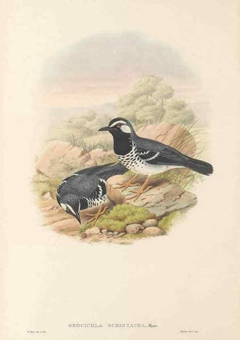 Reproducción/Reproduction 48766460602: The birds of New Guinea and the adjacent Papuan islands. London :Henry Sotheran & Co.,1875-1888.. 