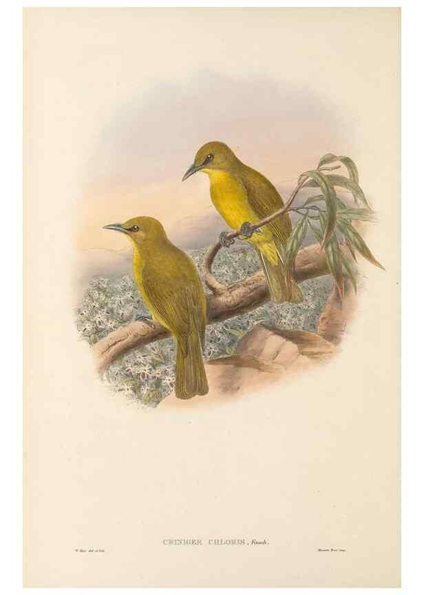Reproducción/Reproduction 48766461002: The birds of New Guinea and the adjacent Papuan islands. London :Henry Sotheran & Co.,1875-1888.. 