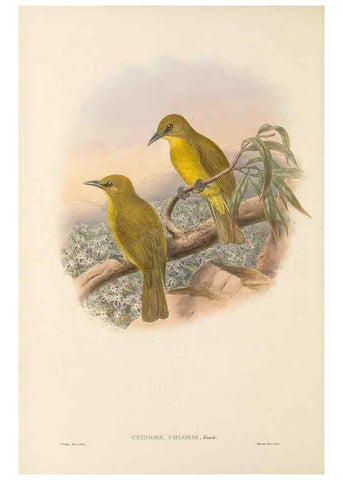 Reproducción/Reproduction 48766461002: The birds of New Guinea and the adjacent Papuan islands. London :Henry Sotheran & Co.,1875-1888.. 