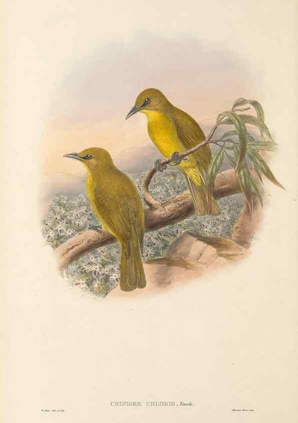 Reproducción/Reproduction 48766461002: The birds of New Guinea and the adjacent Papuan islands. London :Henry Sotheran & Co.,1875-1888.. 