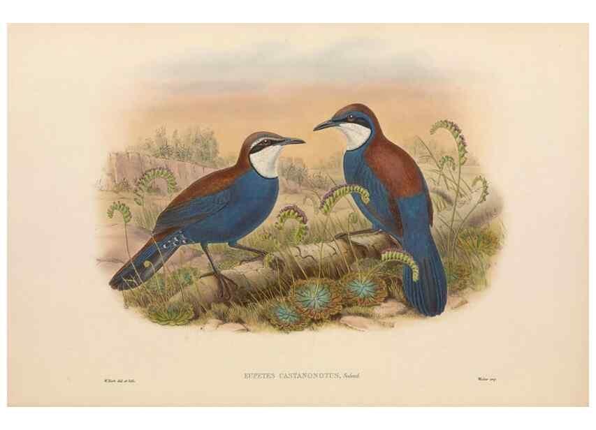 Reproducción/Reproduction 48766461402: The birds of New Guinea and the adjacent Papuan islands. London :Henry Sotheran & Co.,1875-1888.. 
