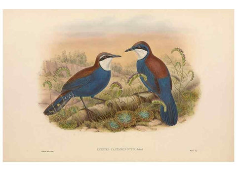 Reproducción/Reproduction 48766461402: The birds of New Guinea and the adjacent Papuan islands. London :Henry Sotheran & Co.,1875-1888.. 
