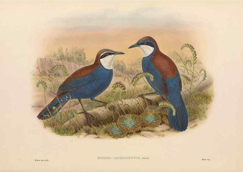 Reproducción/Reproduction 48766461402: The birds of New Guinea and the adjacent Papuan islands. London :Henry Sotheran & Co.,1875-1888.. 