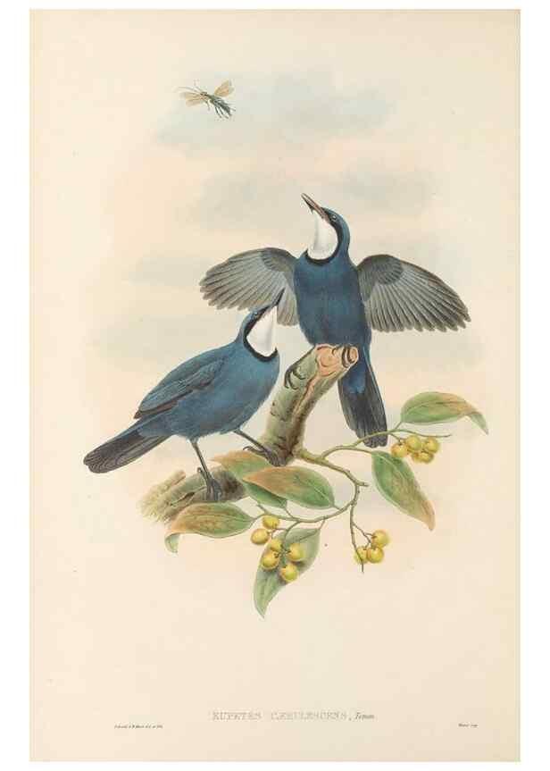 Reproducción/Reproduction 48766461867: The birds of New Guinea and the adjacent Papuan islands. London :Henry Sotheran & Co.,1875-1888.. 