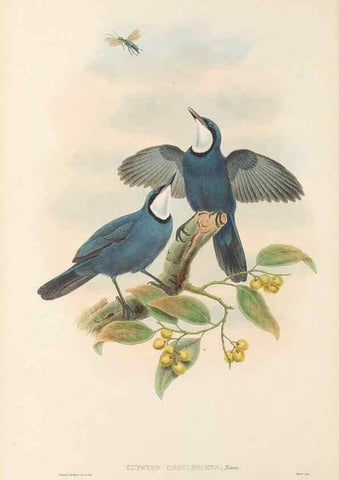 Reproducción/Reproduction 48766461867: The birds of New Guinea and the adjacent Papuan islands. London :Henry Sotheran & Co.,1875-1888.. 