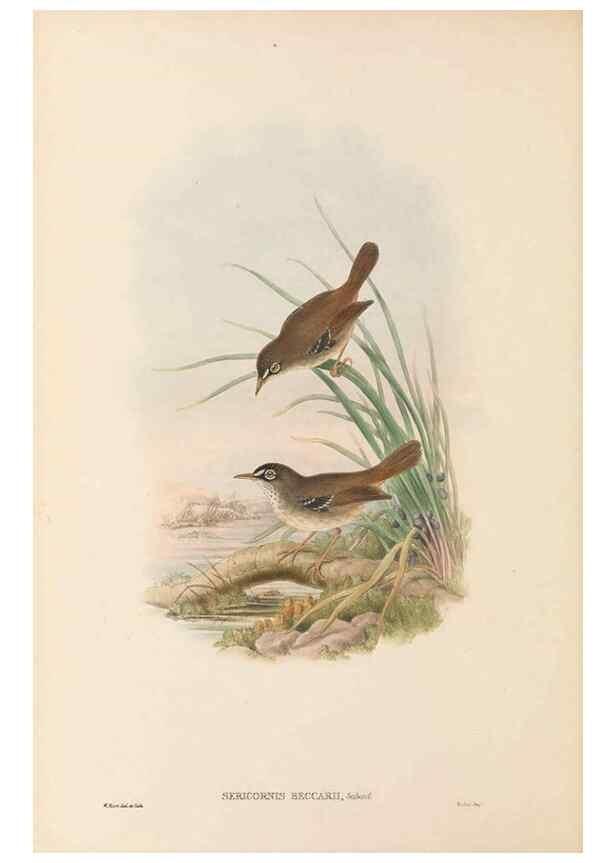 Reproducción/Reproduction 48766462202: The birds of New Guinea and the adjacent Papuan islands. London :Henry Sotheran & Co.,1875-1888.. 
