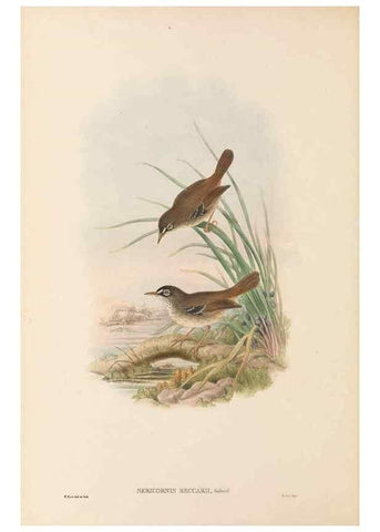 Reproducción/Reproduction 48766462202: The birds of New Guinea and the adjacent Papuan islands. London :Henry Sotheran & Co.,1875-1888.. 