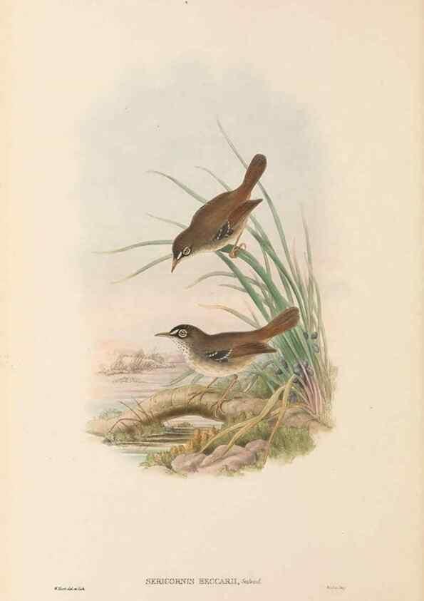 Reproducción/Reproduction 48766462202: The birds of New Guinea and the adjacent Papuan islands. London :Henry Sotheran & Co.,1875-1888.. 