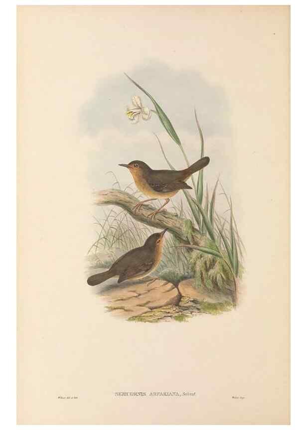 Reproducción/Reproduction 48766261911: The birds of New Guinea and the adjacent Papuan islands. London :Henry Sotheran & Co.,1875-1888.. 