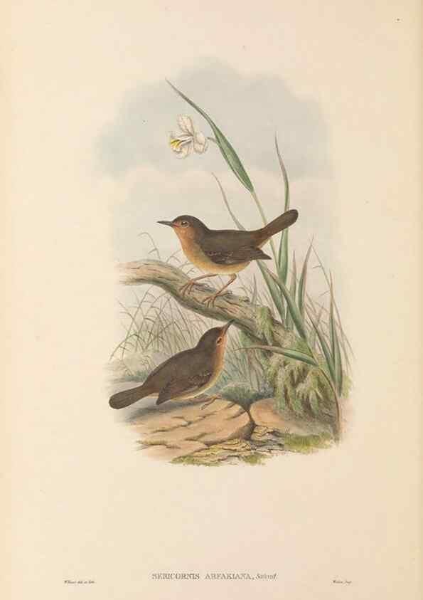 Reproducción/Reproduction 48766261911: The birds of New Guinea and the adjacent Papuan islands. London :Henry Sotheran & Co.,1875-1888.. 