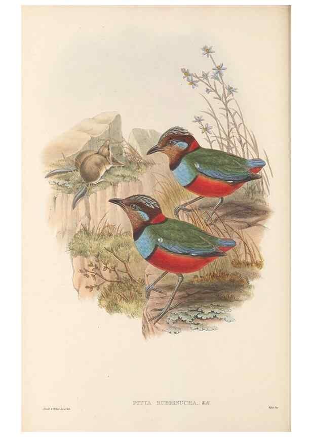 Reproducción/Reproduction 48766025598: The birds of New Guinea and the adjacent Papuan islands. London :Henry Sotheran & Co.,1875-1888.. 