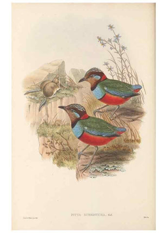 Reproducción/Reproduction 48766025598: The birds of New Guinea and the adjacent Papuan islands. London :Henry Sotheran & Co.,1875-1888.. 