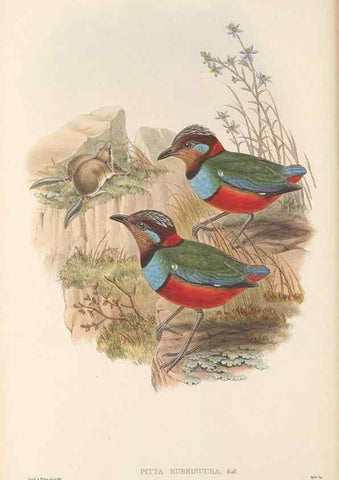 Reproducción/Reproduction 48766025598: The birds of New Guinea and the adjacent Papuan islands. London :Henry Sotheran & Co.,1875-1888.. 