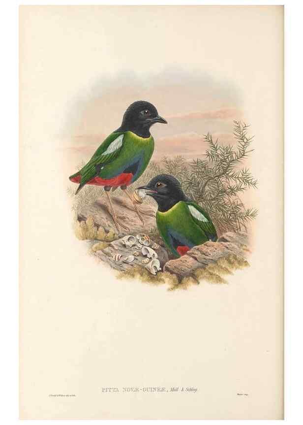 Reproducción/Reproduction 48766358241: The birds of New Guinea and the adjacent Papuan islands. London :Henry Sotheran & Co.,1875-1888.. 