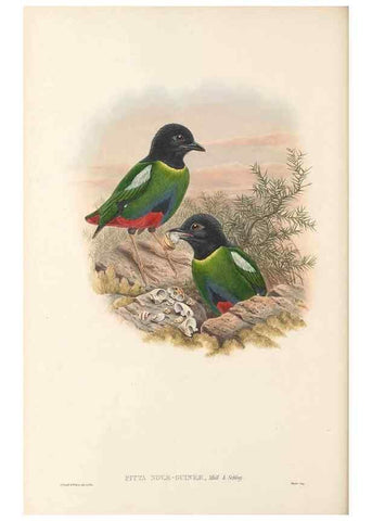 Reproducción/Reproduction 48766358241: The birds of New Guinea and the adjacent Papuan islands. London :Henry Sotheran & Co.,1875-1888.. 