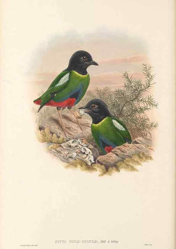 Reproducción/Reproduction 48766358241: The birds of New Guinea and the adjacent Papuan islands. London :Henry Sotheran & Co.,1875-1888.. 