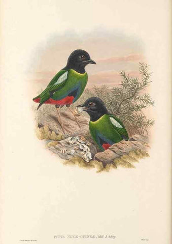 Reproducción/Reproduction 48766358241: The birds of New Guinea and the adjacent Papuan islands. London :Henry Sotheran & Co.,1875-1888.. 