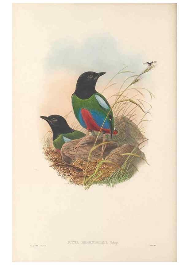 Reproducción/Reproduction 48766358501: The birds of New Guinea and the adjacent Papuan islands. London :Henry Sotheran & Co.,1875-1888.. 