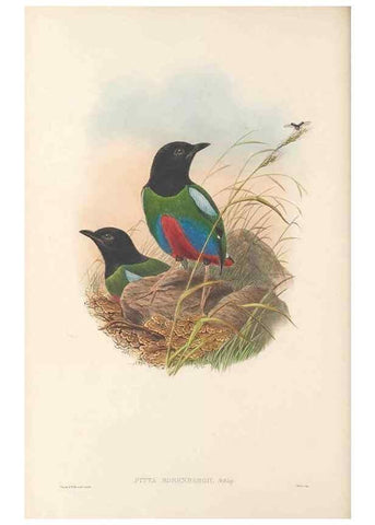 Reproducción/Reproduction 48766358501: The birds of New Guinea and the adjacent Papuan islands. London :Henry Sotheran & Co.,1875-1888.. 