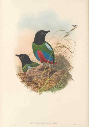 Reproducción/Reproduction 48766358501: The birds of New Guinea and the adjacent Papuan islands. London :Henry Sotheran & Co.,1875-1888.. 