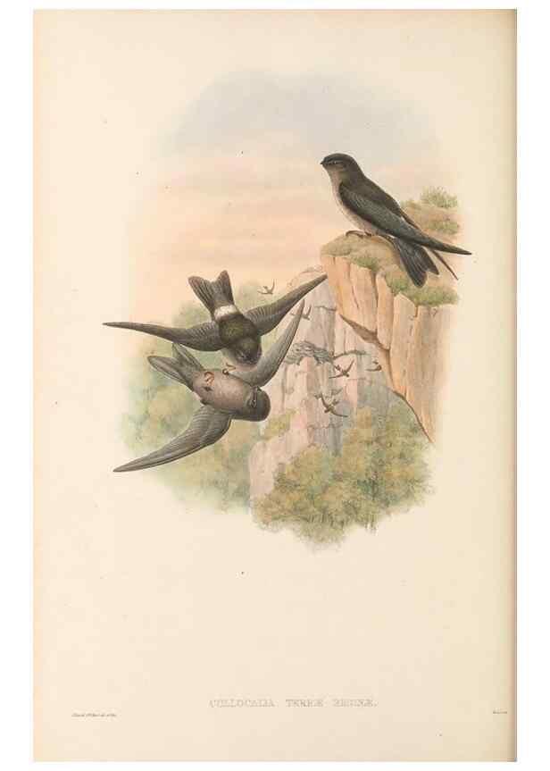 Reproducción/Reproduction 48766358771: The birds of New Guinea and the adjacent Papuan islands. London :Henry Sotheran & Co.,1875-1888.. 