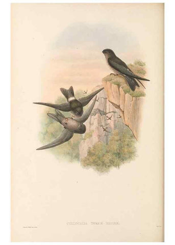Reproducción/Reproduction 48766358771: The birds of New Guinea and the adjacent Papuan islands. London :Henry Sotheran & Co.,1875-1888.. 