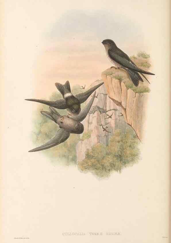 Reproducción/Reproduction 48766358771: The birds of New Guinea and the adjacent Papuan islands. London :Henry Sotheran & Co.,1875-1888.. 