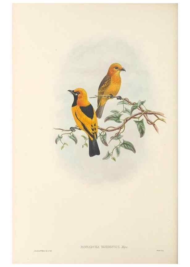 Reproducción/Reproduction 48765684333: The birds of New Guinea and the adjacent Papuan islands. London :Henry Sotheran & Co.,1875-1888.. 