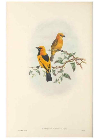 Reproducción/Reproduction 48765684333: The birds of New Guinea and the adjacent Papuan islands. London :Henry Sotheran & Co.,1875-1888.. 