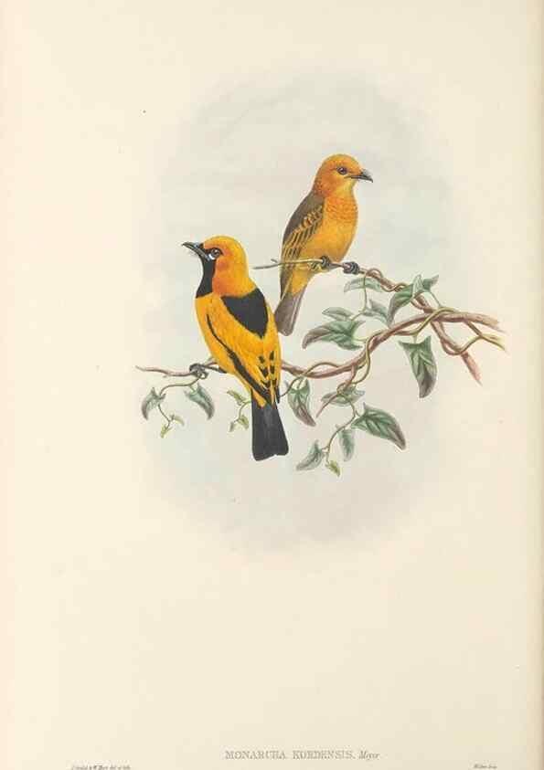 Reproducción/Reproduction 48765684333: The birds of New Guinea and the adjacent Papuan islands. London :Henry Sotheran & Co.,1875-1888.. 