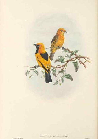 Reproducción/Reproduction 48765684333: The birds of New Guinea and the adjacent Papuan islands. London :Henry Sotheran & Co.,1875-1888.. 