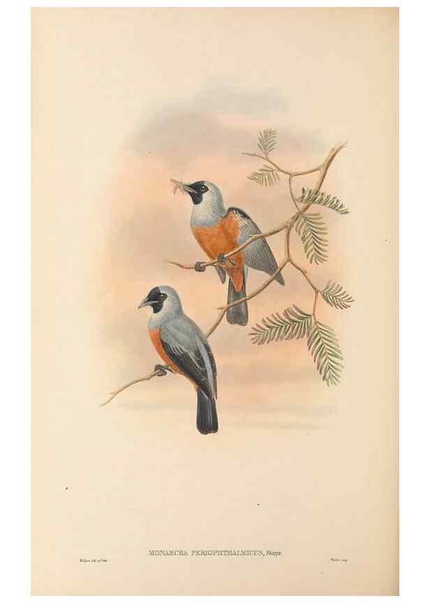 Reproducción/Reproduction 48766215952: The birds of New Guinea and the adjacent Papuan islands. London :Henry Sotheran & Co.,1875-1888.. 