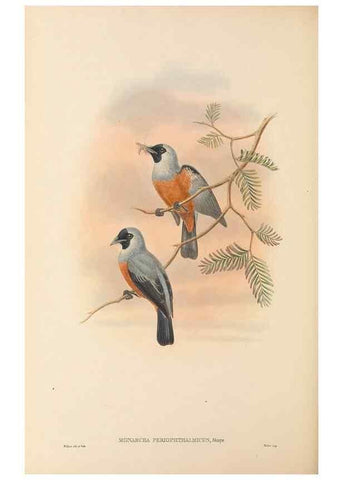 Reproducción/Reproduction 48766215952: The birds of New Guinea and the adjacent Papuan islands. London :Henry Sotheran & Co.,1875-1888.. 