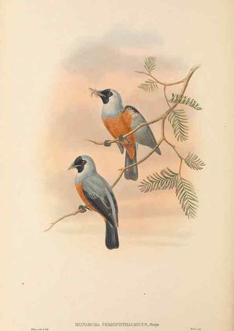 Reproducción/Reproduction 48766215952: The birds of New Guinea and the adjacent Papuan islands. London :Henry Sotheran & Co.,1875-1888.. 