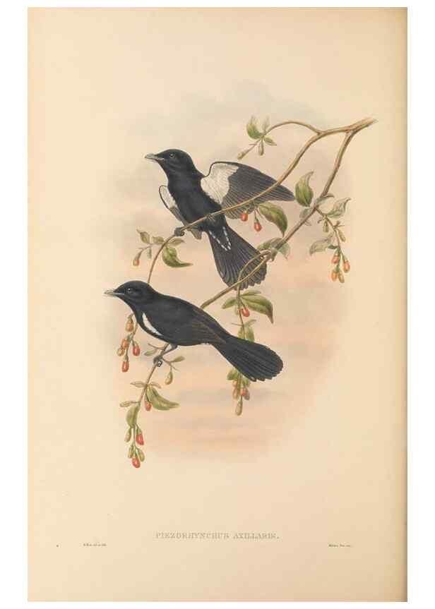 Reproducción/Reproduction 48766215247: The birds of New Guinea and the adjacent Papuan islands. London :Henry Sotheran & Co.,1875-1888.. 