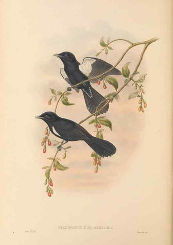Reproducción/Reproduction 48766215247: The birds of New Guinea and the adjacent Papuan islands. London :Henry Sotheran & Co.,1875-1888.. 