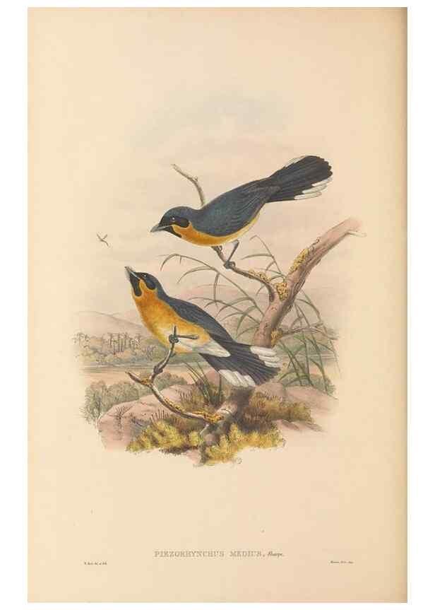 Reproducción/Reproduction 48765682798: The birds of New Guinea and the adjacent Papuan islands. London :Henry Sotheran & Co.,1875-1888.. 