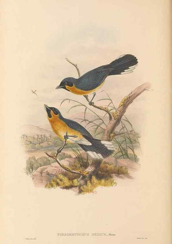 Reproducción/Reproduction 48765682798: The birds of New Guinea and the adjacent Papuan islands. London :Henry Sotheran & Co.,1875-1888.. 