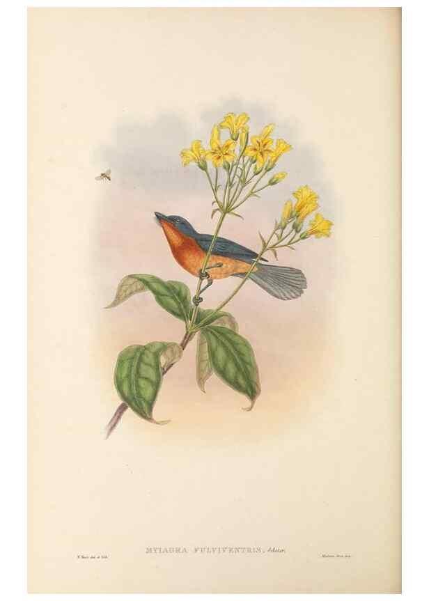 Reproducción/Reproduction 48766208872: The birds of New Guinea and the adjacent Papuan islands. London :Henry Sotheran & Co.,1875-1888.. 
