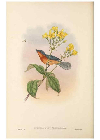 Reproducción/Reproduction 48766208872: The birds of New Guinea and the adjacent Papuan islands. London :Henry Sotheran & Co.,1875-1888.. 
