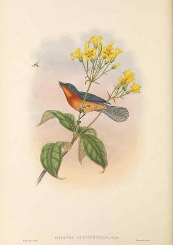 Reproducción/Reproduction 48766208872: The birds of New Guinea and the adjacent Papuan islands. London :Henry Sotheran & Co.,1875-1888.. 