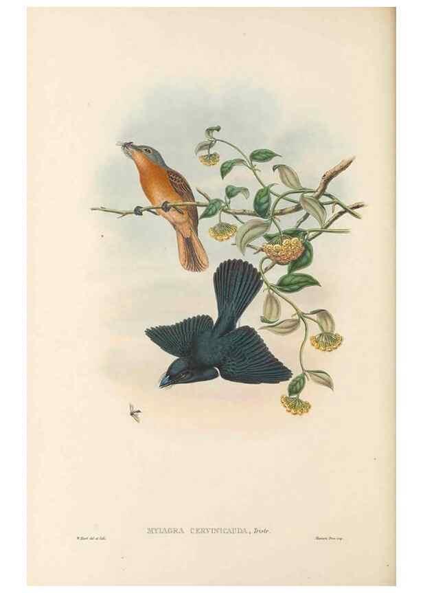 Reproducción/Reproduction 48766007476: The birds of New Guinea and the adjacent Papuan islands. London :Henry Sotheran & Co.,1875-1888.. 