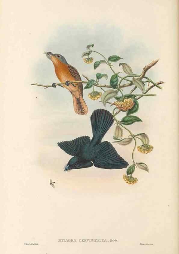 Reproducción/Reproduction 48766007476: The birds of New Guinea and the adjacent Papuan islands. London :Henry Sotheran & Co.,1875-1888.. 