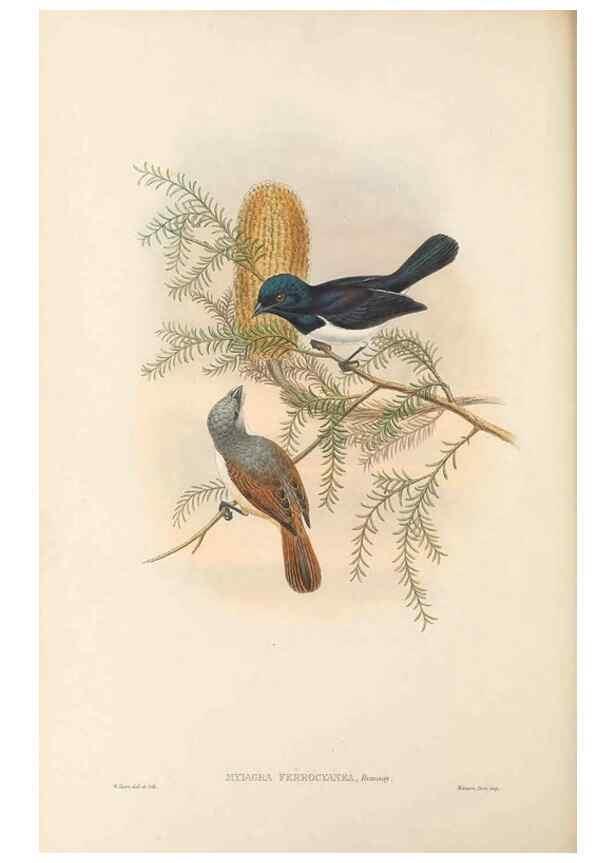 Reproducción/Reproduction 48766007796: The birds of New Guinea and the adjacent Papuan islands. London :Henry Sotheran & Co.,1875-1888.. 