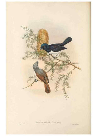 Reproducción/Reproduction 48766007796: The birds of New Guinea and the adjacent Papuan islands. London :Henry Sotheran & Co.,1875-1888.. 