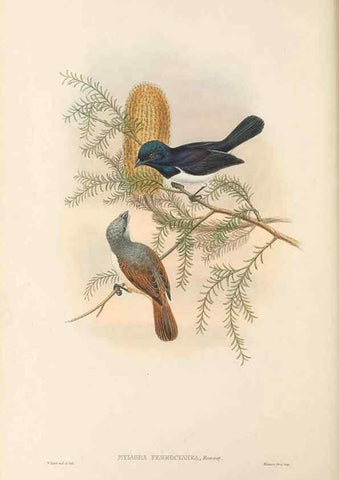 Reproducción/Reproduction 48766007796: The birds of New Guinea and the adjacent Papuan islands. London :Henry Sotheran & Co.,1875-1888.. 